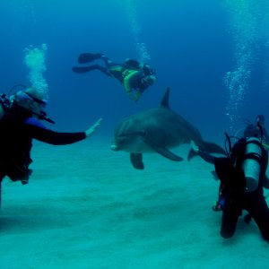 Roatan 2005 reupload