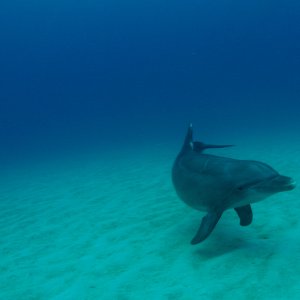 Roatan 2005 reupload