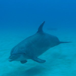 Roatan 2005 reupload