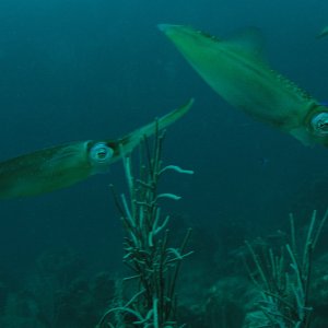 Roatan 2005 reupload