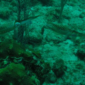 Roatan 2005 reupload