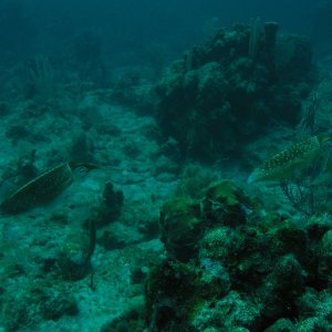 Roatan 2005 reupload