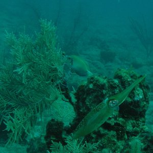 Roatan 2005 reupload