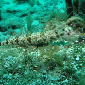 Roatan 2005 reupload