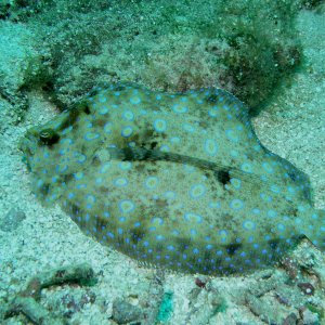 Roatan 2005 reupload