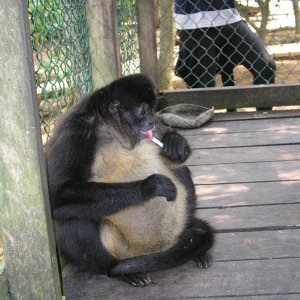 Roatan 2005 reupload