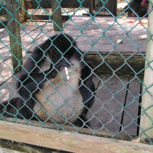 Roatan 2005 reupload