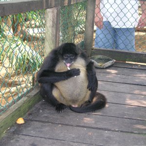 Roatan 2005 reupload