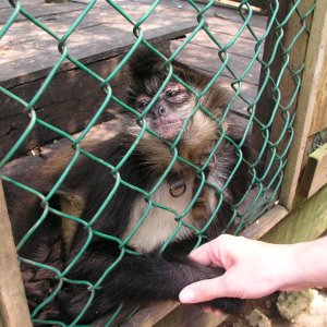 Roatan 2005 reupload