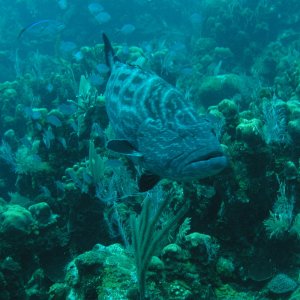 Roatan 2005 reupload