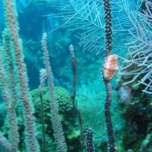 Roatan 2005 reupload