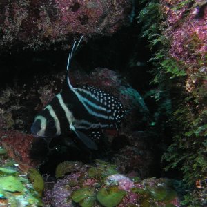 Roatan 2005 reupload