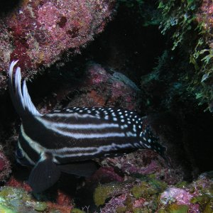 Roatan 2005 reupload