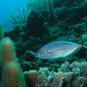 Roatan 2005 reupload