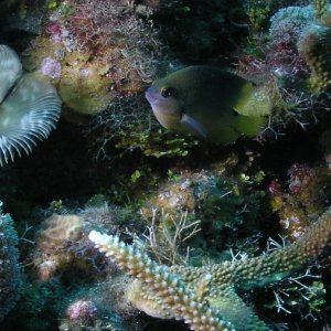 Roatan 2005 reupload