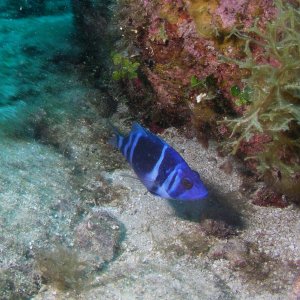 Roatan 2005 reupload