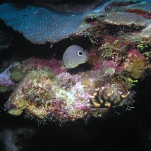 Roatan 2005 reupload