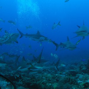 Roatan 2005 reupload