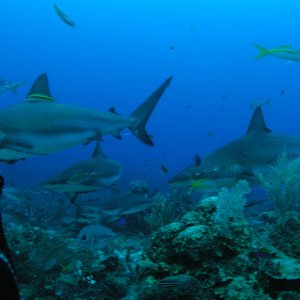 Roatan 2005 reupload