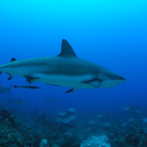 Roatan 2005 reupload