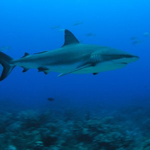 Roatan 2005 reupload