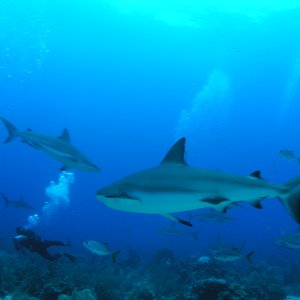 Roatan 2005 reupload