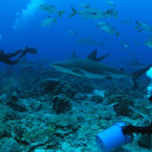 Roatan 2005 reupload