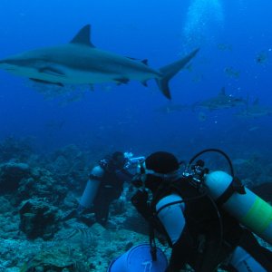 Roatan 2005 reupload