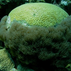 Roatan 2005 reupload