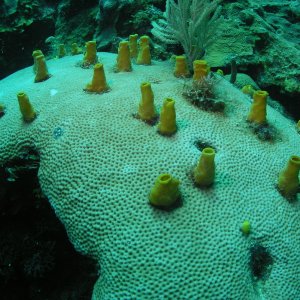 Roatan 2005 reupload