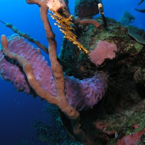 Roatan 2005 reupload