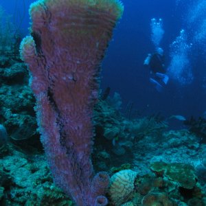 Roatan 2005 reupload