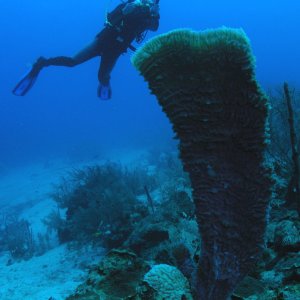 Roatan 2005 reupload