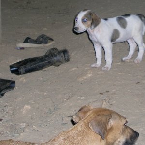 Roatan 2005 reupload