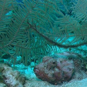 Roatan 2005 reupload