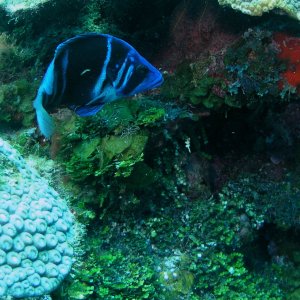 Roatan 2005 reupload