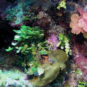 Roatan 2005 reupload