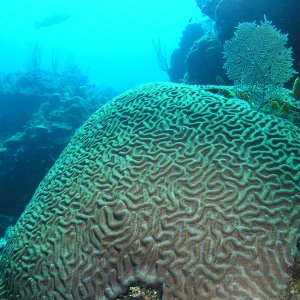 Roatan 2005 reupload