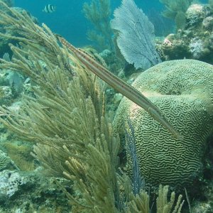 Roatan 2005 reupload