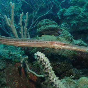 Trumpetfish