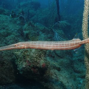 Tooting his own horn