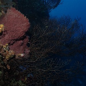 Healthy soft corals & sponges