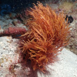 Thought this soft coral was cool