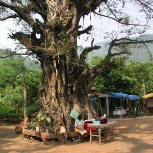 Media Luna 2005 reupload