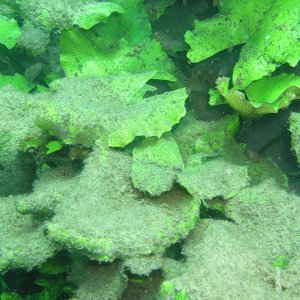 Media Luna 2005 reupload