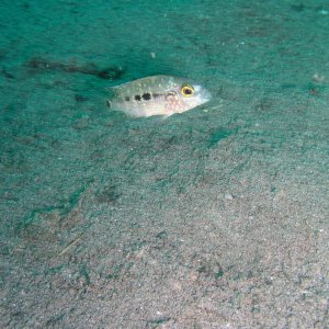 Media Luna 2005 reupload