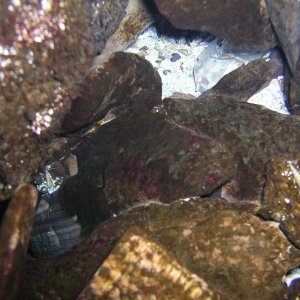 Media Luna 2005 reupload