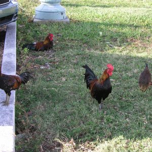 Spiegel Groovy 2005 reupload