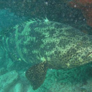 Spiegel Groovy 2005 reupload