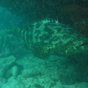 Spiegel Groovy 2005 reupload